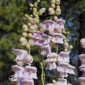 Violet Penstemon Flower seeds for Planting Hardy Variety, Heirloom & GMO Free Seeds for Home Garden seeds for planting