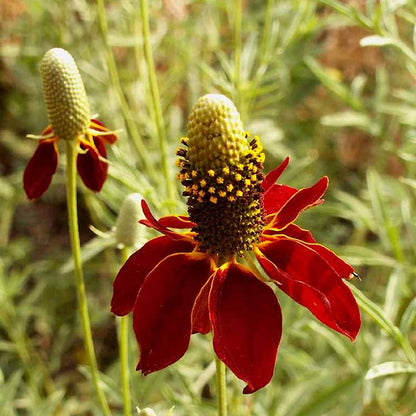 Ratibida Columnaris Flower seeds for Planting Garden Favorite Heirloom & GMO Free Seeds for Home Garden