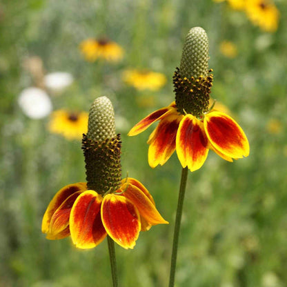Mexican Hat WildFlower seeds for Planting - Premium Quality, Heirloom & GMO Free Seeds for Home Garden