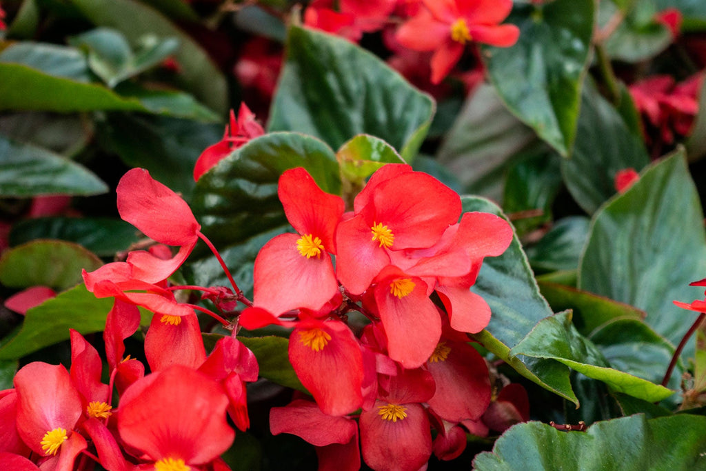 Begonia Flower seeds for Planting Wildflower Mix, Heirloom & GMO Free Seeds for Home Garden vegetable and garden seeds