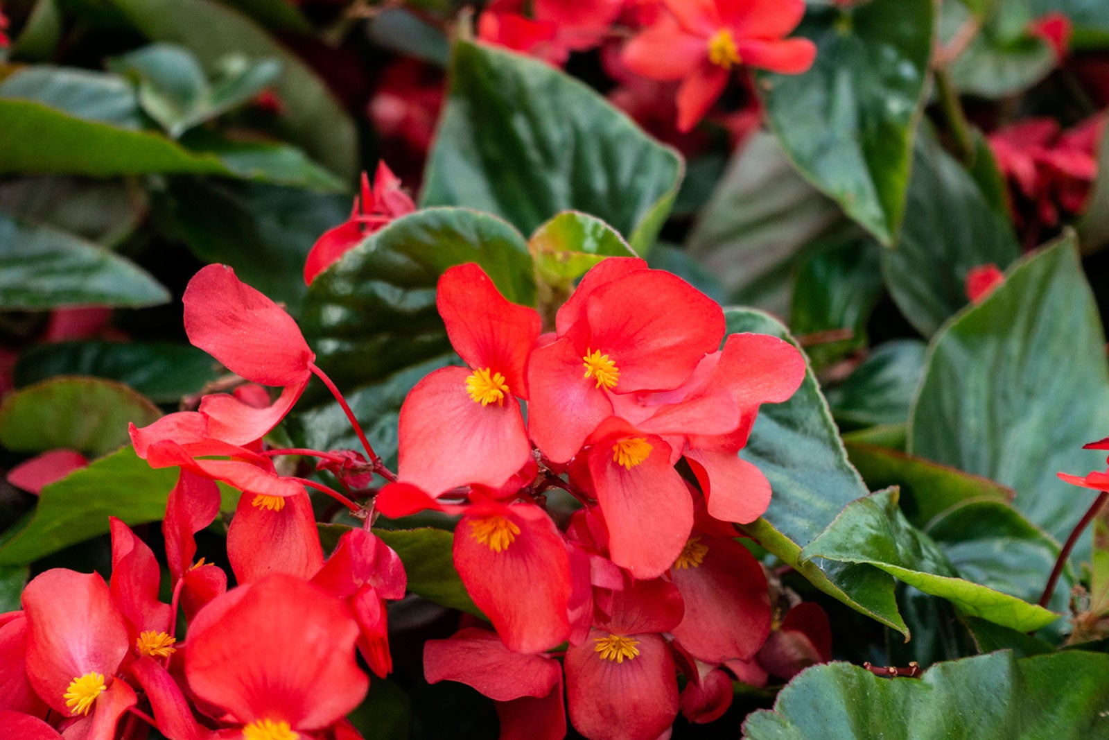 Begonia Flower seeds for Planting Wildflower Mix, Heirloom & GMO Free Seeds for Home Garden vegetable and garden seeds
