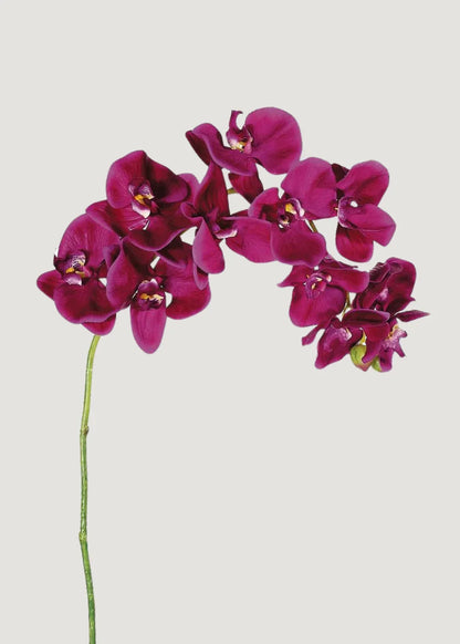 Purple Phalaenopsis Orchid Flower seeds for Planting Seasonal Bloomer Heirloom & GMO Free Seeds for Home Garden
