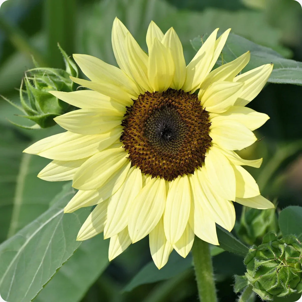 Premium Yellow Lemon SunFlower seeds for Planting Easy to Grow, Heirloom & GMO Free Seeds for Home Garden seeds