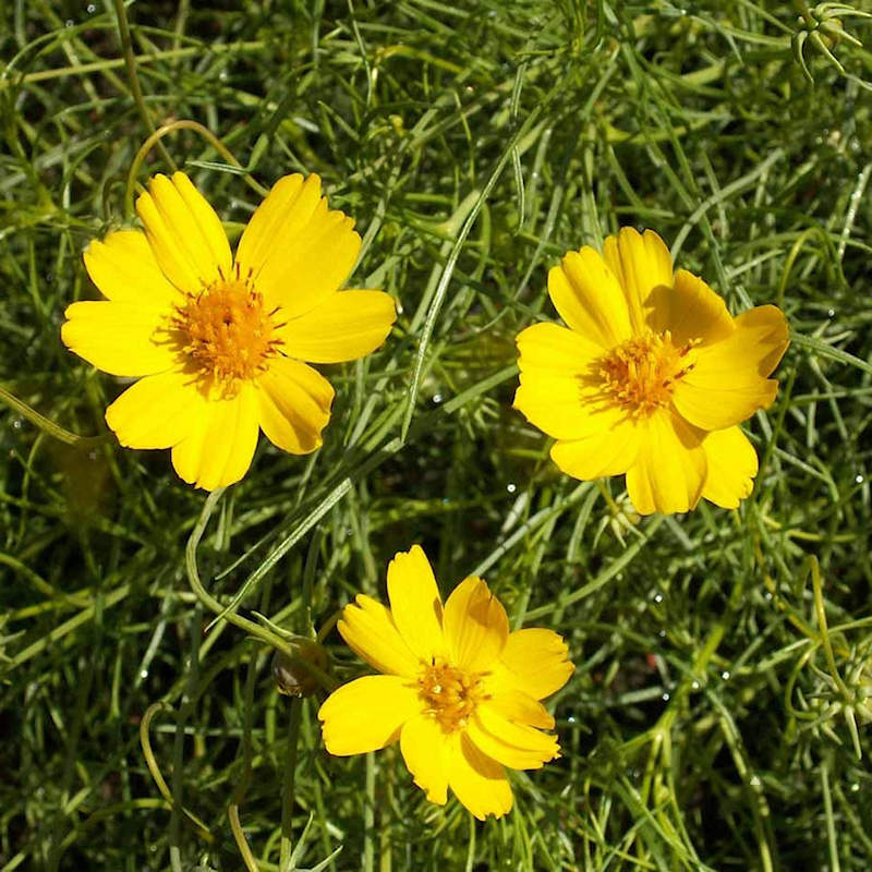 Heirloom Thelesperma Flower seeds for Planting Pollinator Friendly Heirloom & GMO Free Seeds for Home Garden