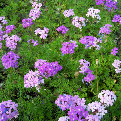 Moss Verbena Flower seeds for Planting Compact Growth Heirloom & GMO Free Seeds for Home Garden