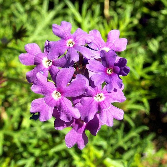 Verbena Chokecherry Flower seeds for Planting Seasonal Bloomer Heirloom & GMO Free Seeds for Home Garden
