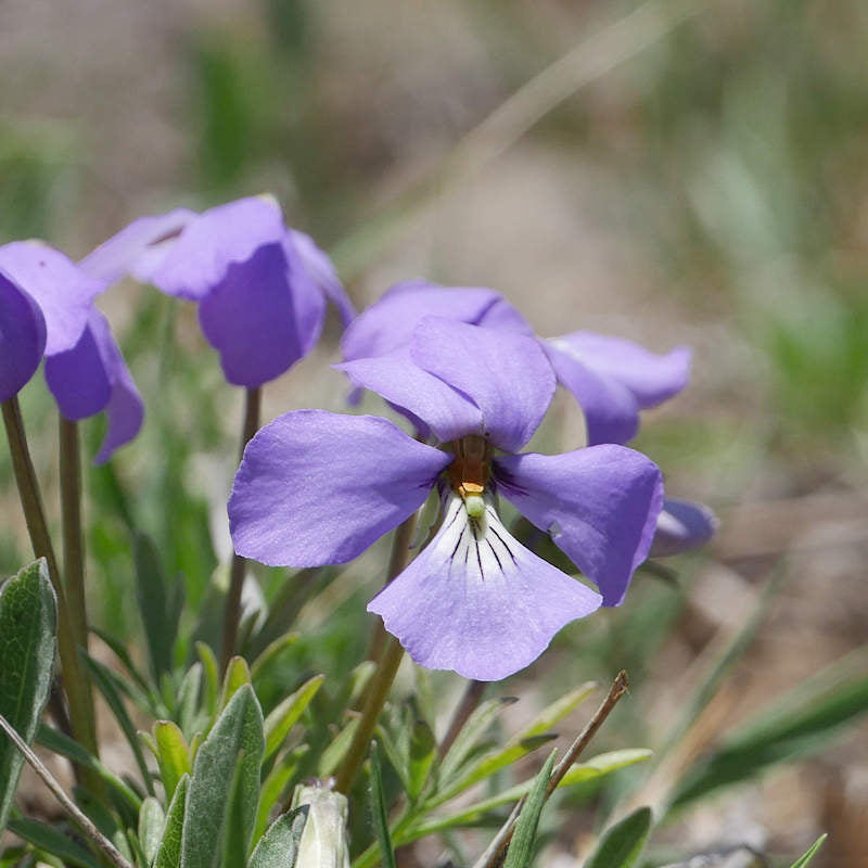 Prairie Viola Flower seeds for Planting, Drought Tolerant Heirloom & GMO Free Seeds for Home Garden