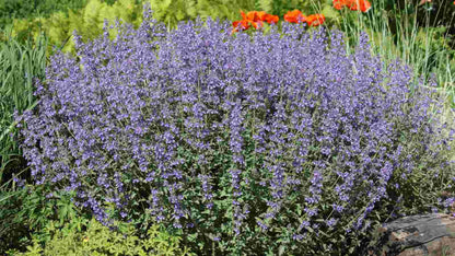 Catmint Flower seeds for Planting Low Maintenance Heirloom & GMO Free Seeds for Home Garden