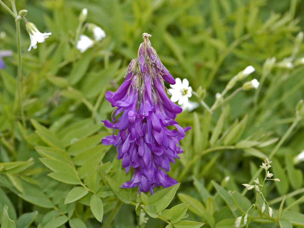 Purple Hairy Vetch Flower seeds for Planting Garden Favorite, Heirloom & GMO Free Seeds for Home Garden seeds for planting