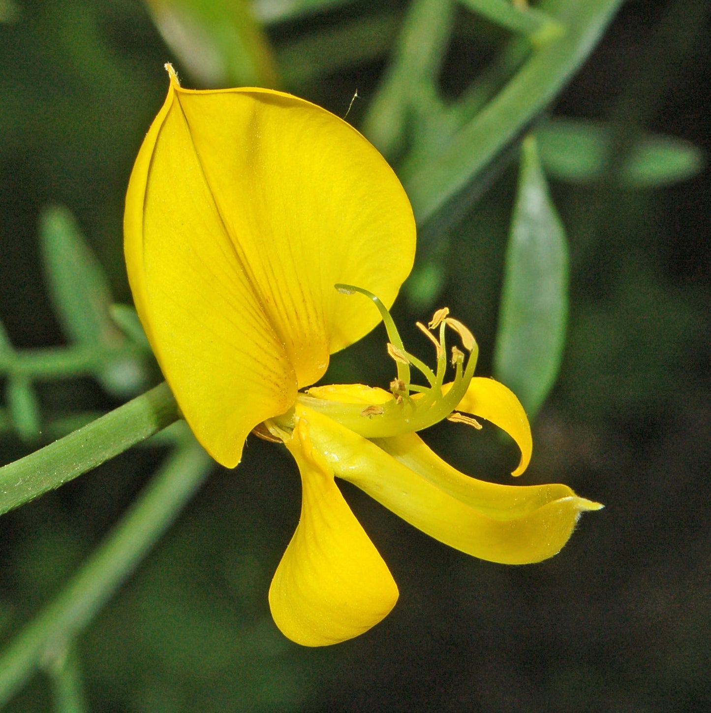 Heirloom Spartium Flower seeds for Planting Drought Tolerant Heirloom & GMO Free Seeds for Home Garden