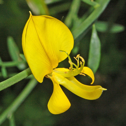 Heirloom Spartium Flower seeds for Planting Drought Tolerant Heirloom & GMO Free Seeds for Home Garden