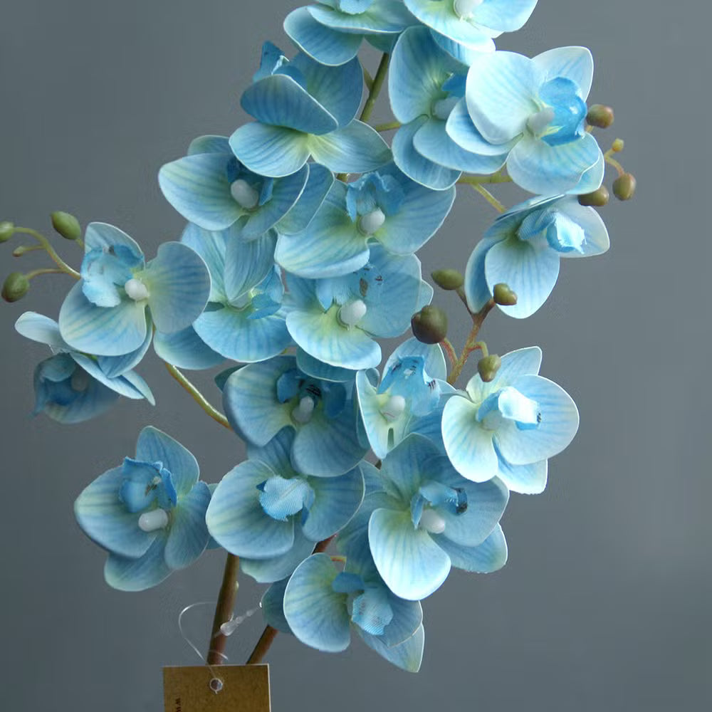 Premium Sky Blue Orchid Flower seeds for Planting Vibrant Colors, Heirloom & GMO Free Seeds for Home Garden seeds