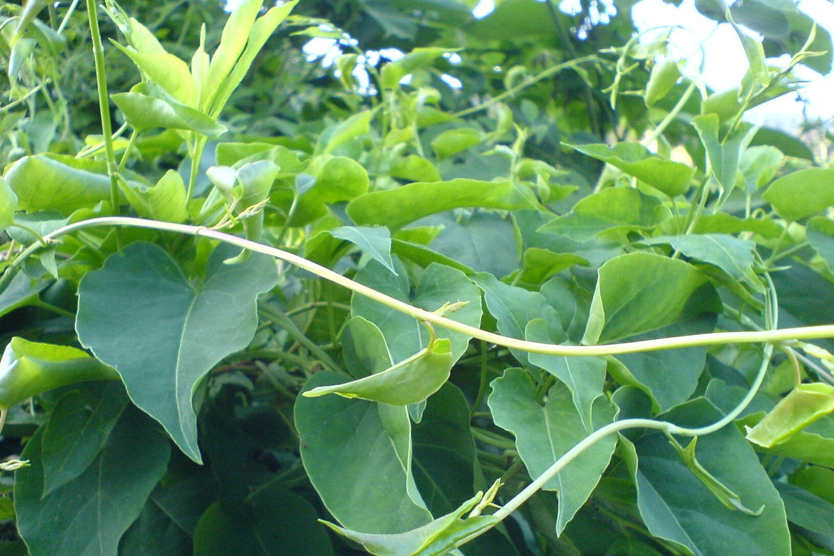 Fallopia Multiflora Seeds For Easy Planting
