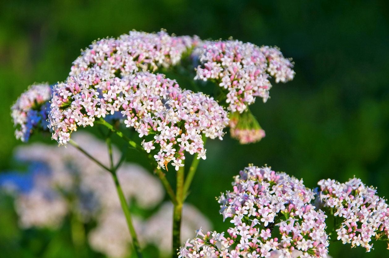 High quality Chaerophyllum Flower seeds for Planting Easy to Grow, Heirloom & GMO Free Seeds for Home Garden seeds pack