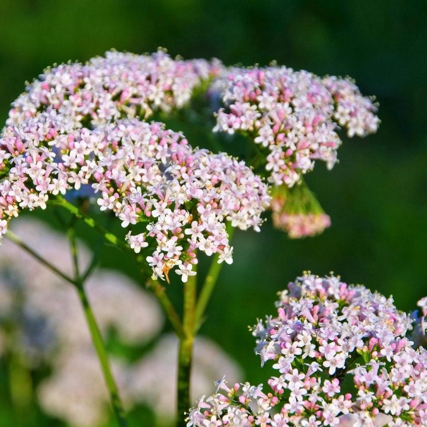 Valeriana Flower seeds for Planting Seasonal Bloomer Heirloom & GMO Free Seeds for Home Garden