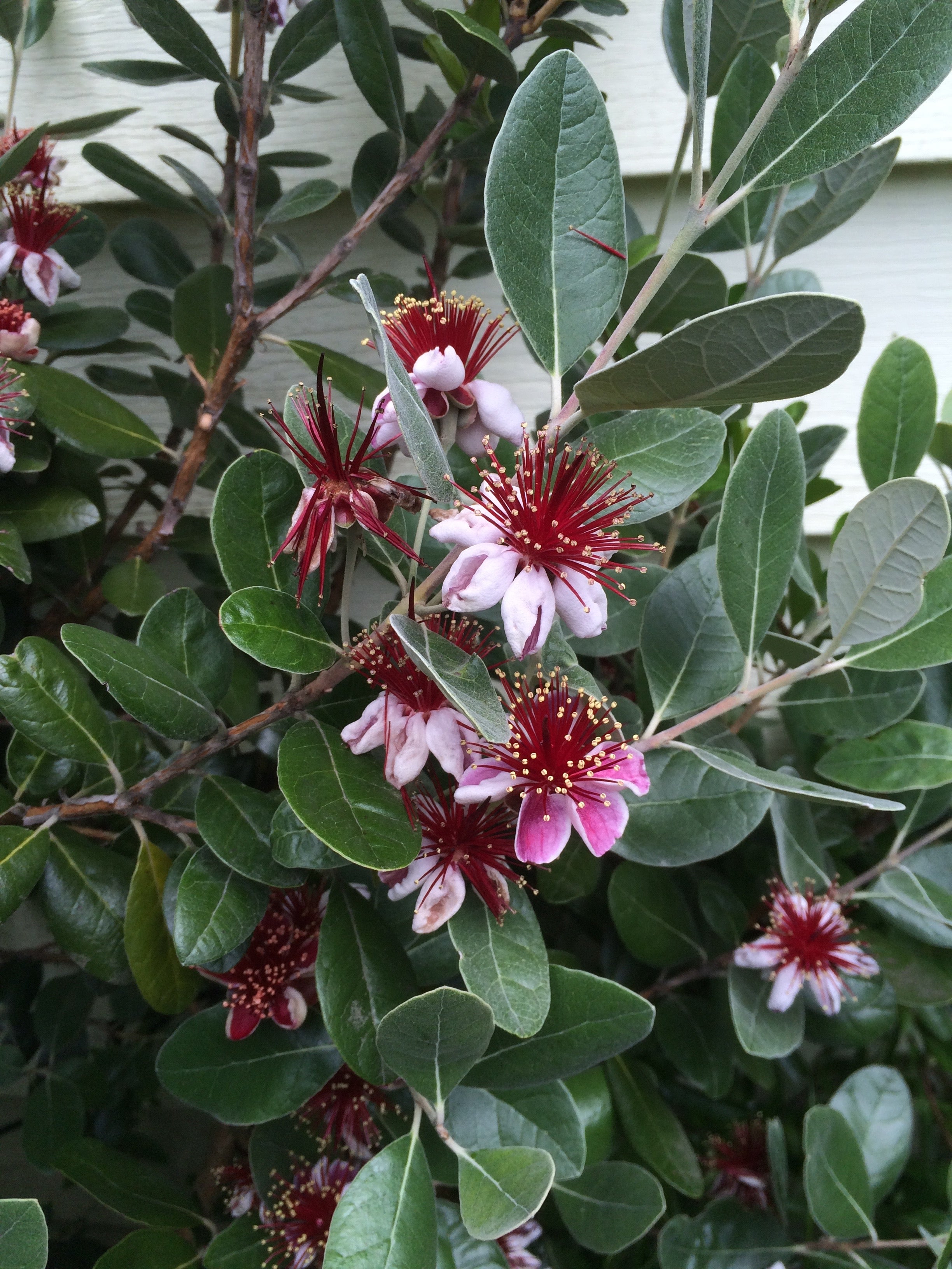 Feijoa Sellowiana Flower seeds for Planting Easy to Grow, Heirloom & GMO Free Seeds for Home Garden vegetable and garden seeds