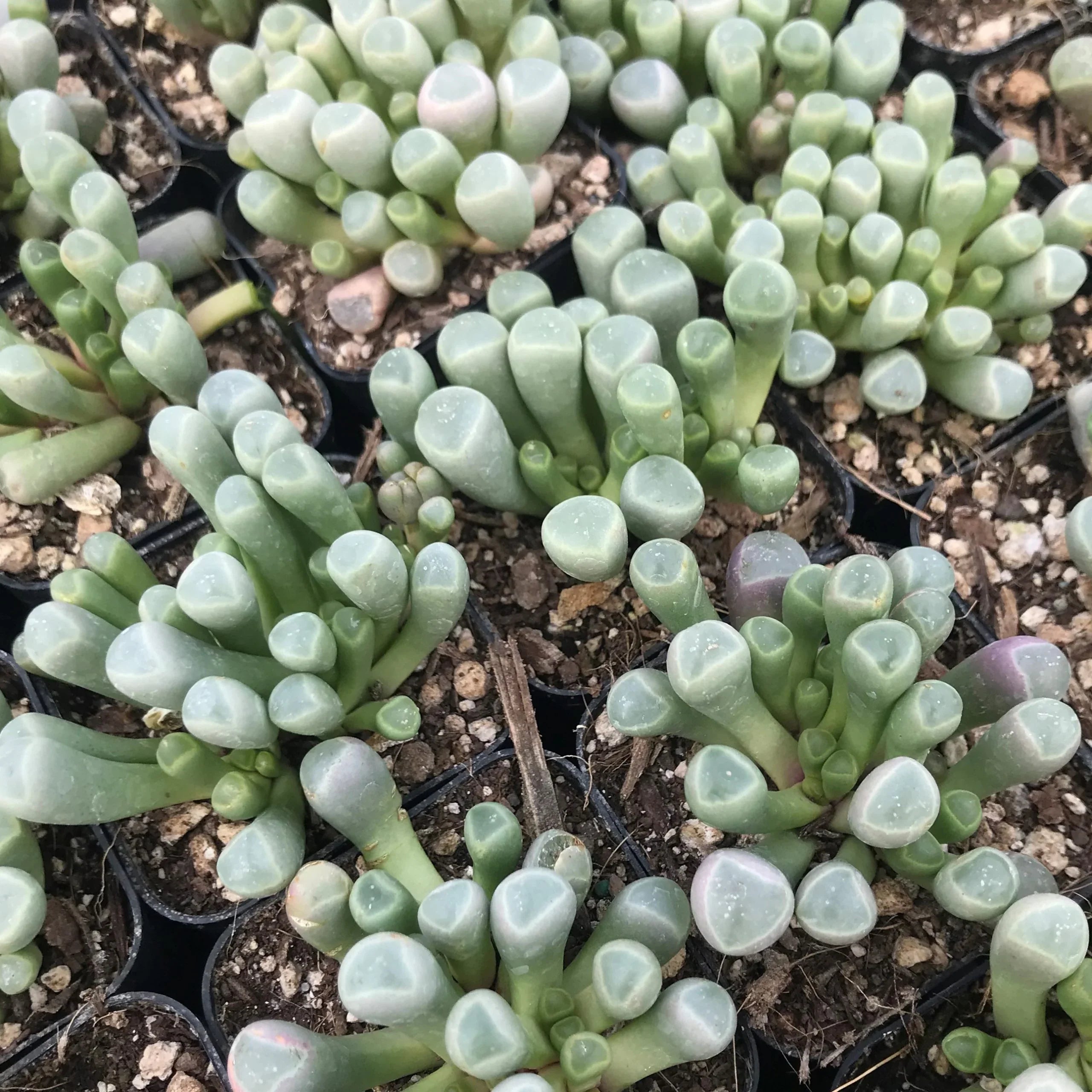 High quality Mixed Gibbaeum Flower seeds for Planting Seasonal Bloomer, Heirloom & GMO Free Seeds for Home Garden seeds pack