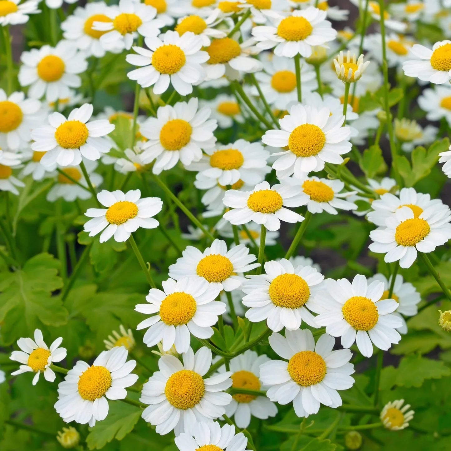 Feverfew Flower seeds for Planting Wildflower Mix Heirloom & GMO Free Seeds for Home Garden