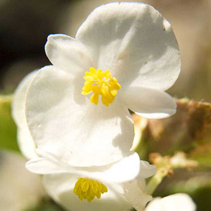Fibrous Begonia Flower seeds for Planting - Garden Favorite, Heirloom & GMO Free Seeds for Home Garden