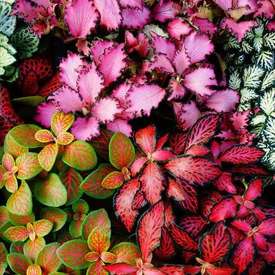 Mixed Fittonia Verschaffeltii Flower seeds for Planting Cut Flower Favorite, Heirloom & GMO Free Seeds for Home Garden vegetable and garden seeds