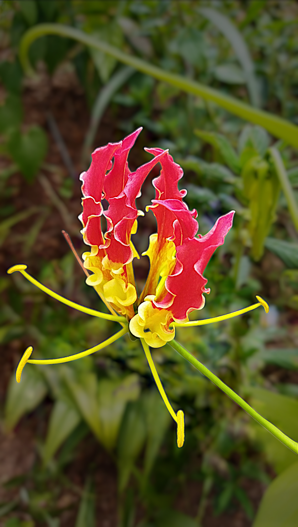 Premium Gloriosa Flower seeds for Planting Shade Tolerant, Heirloom & GMO Free Seeds for Home Garden seeds