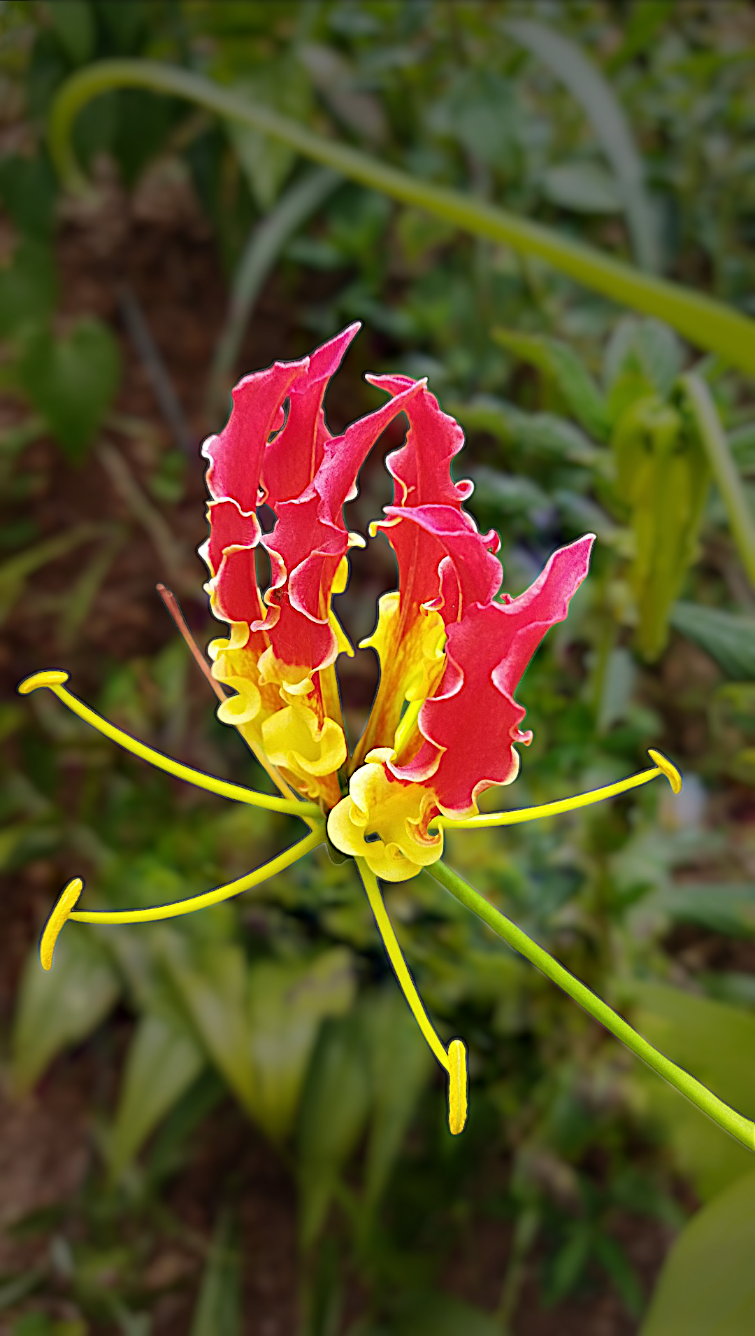 Premium Gloriosa Flower seeds for Planting Shade Tolerant, Heirloom & GMO Free Seeds for Home Garden seeds
