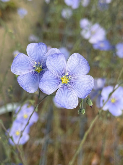 Flax Flower seeds for Planting Garden Favorite Heirloom & GMO Free Seeds for Home Garden