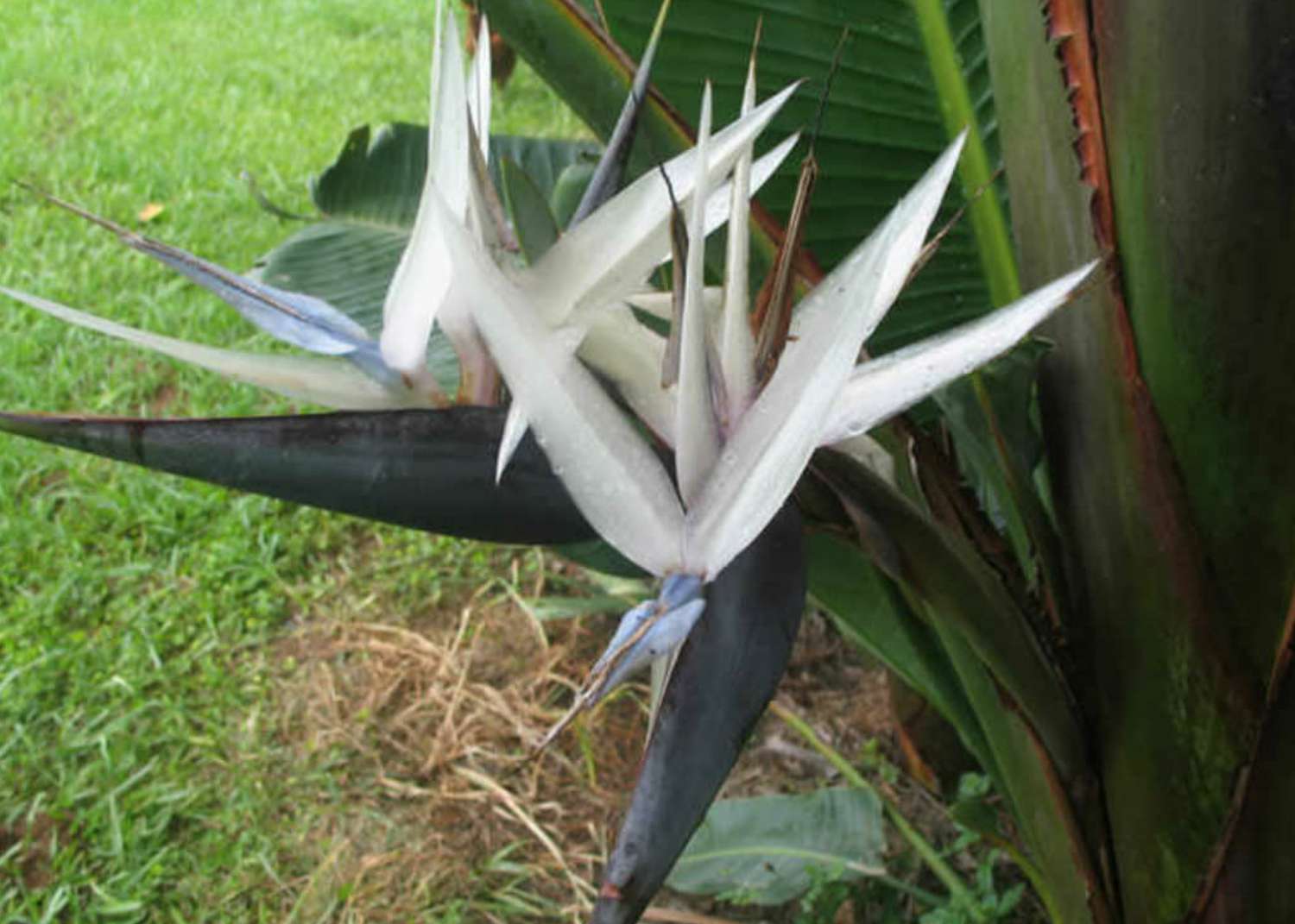 Cream Violet Strelitzia Flower seeds for Planting Wildflower Mix, Heirloom & GMO Free Seeds for Home Garden seeds for planting