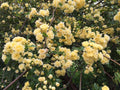 Rosa Banksia Flower seeds for Planting Drought Tolerant, Heirloom & GMO Free Seeds for Home Garden seeds for planting