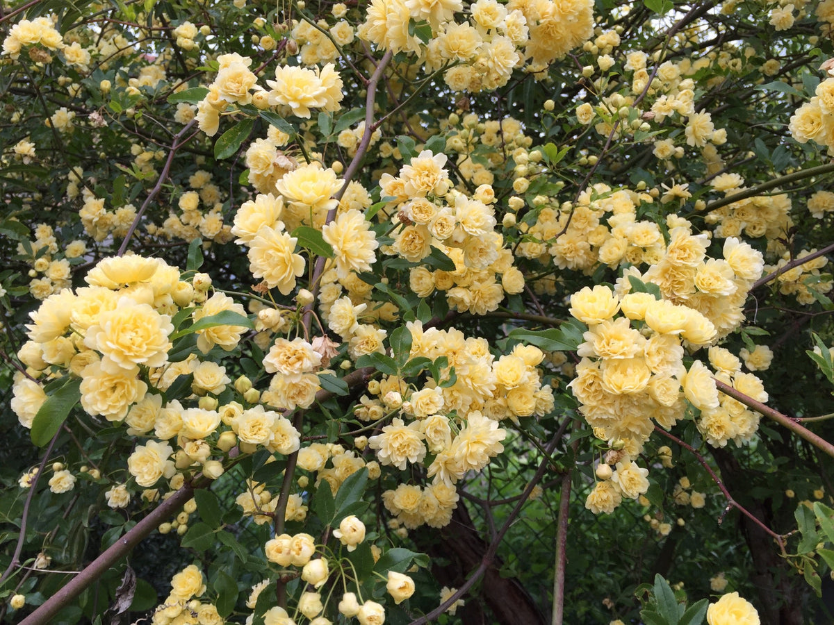 Rosa Banksia Flower seeds for Planting Drought Tolerant, Heirloom & GMO Free Seeds for Home Garden seeds for planting