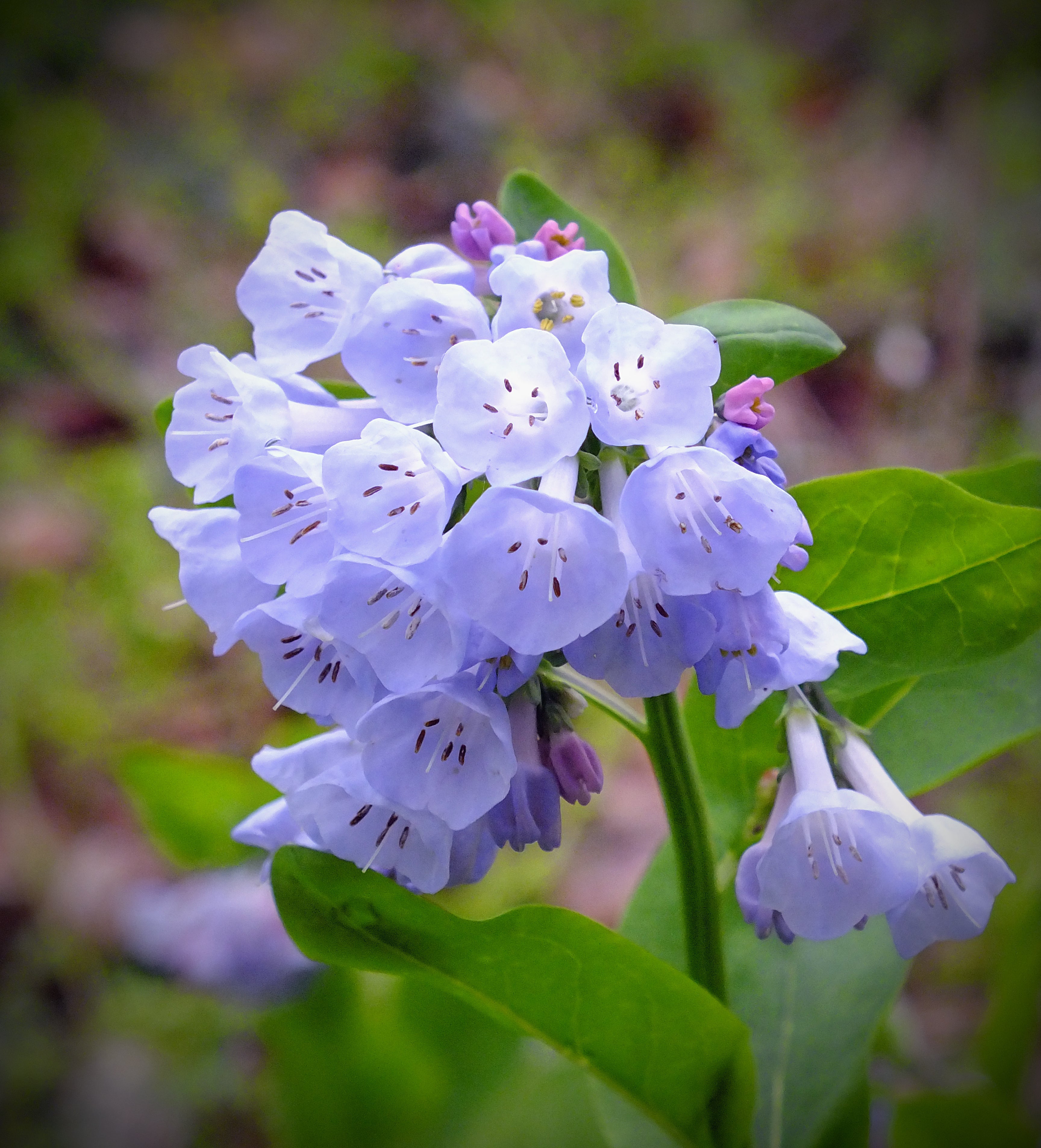 High quality Mertensia Flower seeds for Planting Cottage Garden Essential, Heirloom & GMO Free Seeds for Home Garden seeds pack