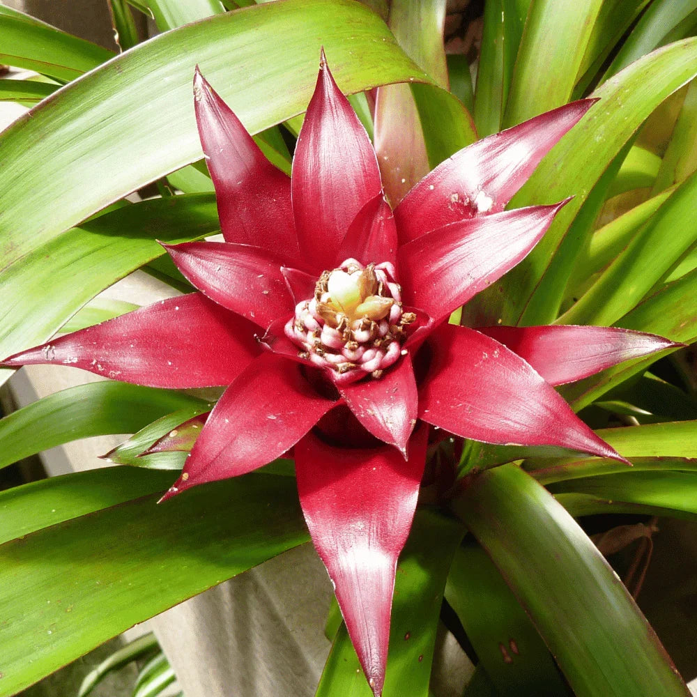 Premium Red Bromeliad Flower seeds for Planting Easy to Grow, Heirloom & GMO Free Seeds for Home Garden seeds