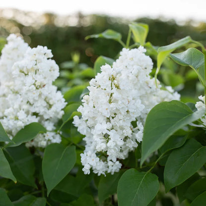 Lilac Flower seeds for Planting - Compact Growth, Heirloom & GMO Free Seeds for Home Garden