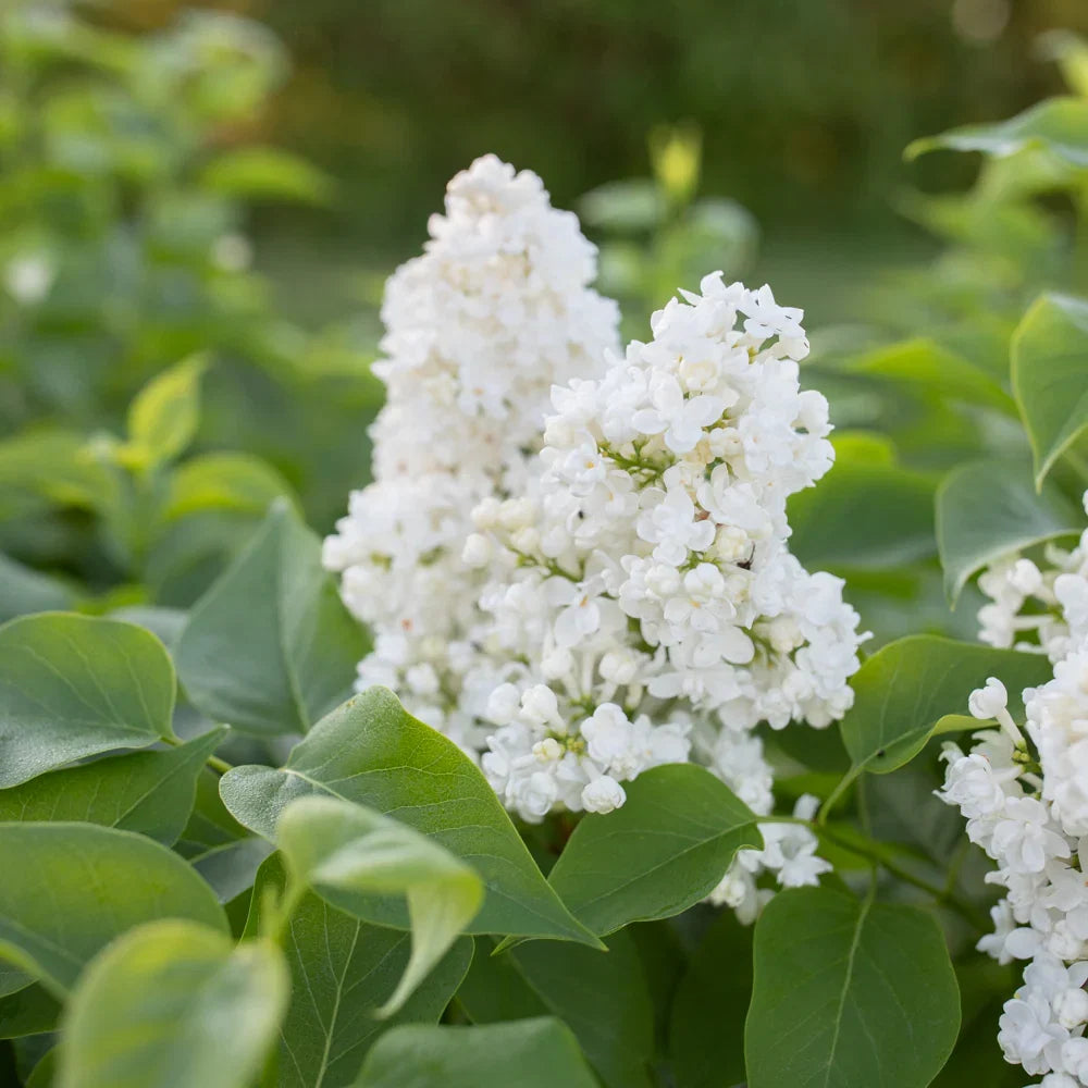 Lilac Flower seeds for Planting - Compact Growth, Heirloom & GMO Free Seeds for Home Garden