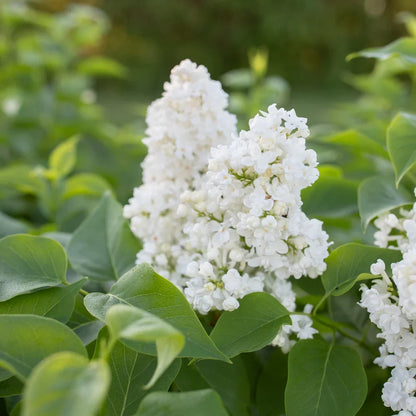 Lilac Flower seeds for Planting - Compact Growth, Heirloom & GMO Free Seeds for Home Garden