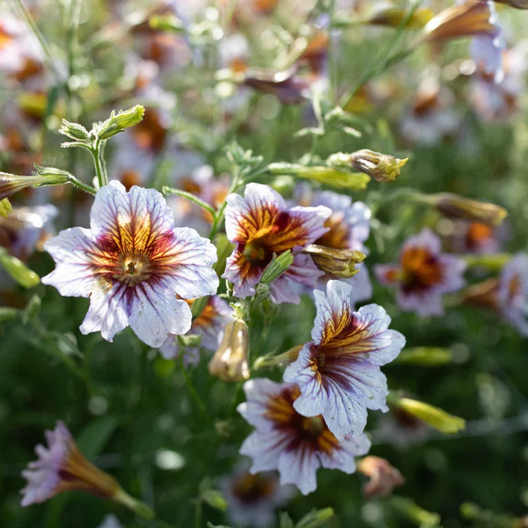 Purple Salpiglossis Flower seeds for Planting Garden Favorite, Heirloom & GMO Free Seeds for Home Garden vegetable and garden seeds