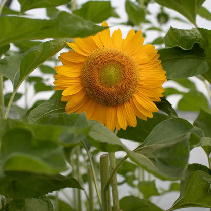 Sunrich Gold SunFlower seeds for Planting Garden Favorite Heirloom & GMO Free Seeds for Home Garden