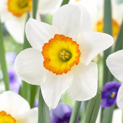 Daffodil Narcissus Flower seeds for Planting, Drought Tolerant Heirloom & GMO Free Seeds for Home Garden