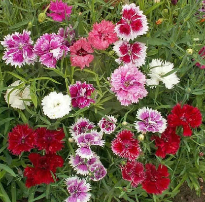 Dianthus Flower seeds for Planting Shade Tolerant Heirloom & GMO Free Seeds for Home Garden