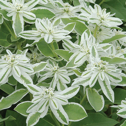 Heirloom Marginata Flower seeds for Planting Bright Blooms Heirloom & GMO Free Seeds for Home Garden