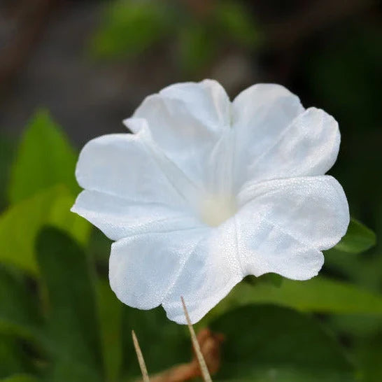 Giant Moon Flower seeds for Planting - Shade Tolerant, Heirloom & GMO Free Seeds for Home Garden