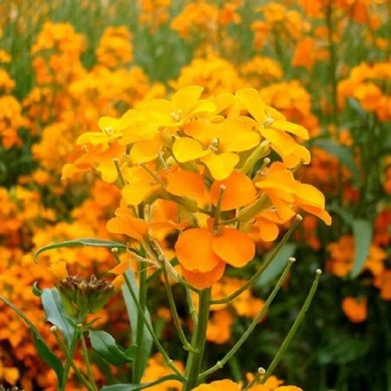 Heirloom WallFlower seeds for Planting Cottage Garden Essential Heirloom & GMO Free Seeds for Home Garden