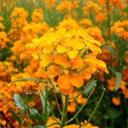 Heirloom WallFlower seeds for Planting Cottage Garden Essential Heirloom & GMO Free Seeds for Home Garden