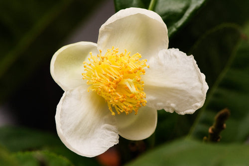 Premium Camellia Sinensis Flower seeds for Planting Hardy Variety, Heirloom & GMO Free Seeds for Home Garden seeds