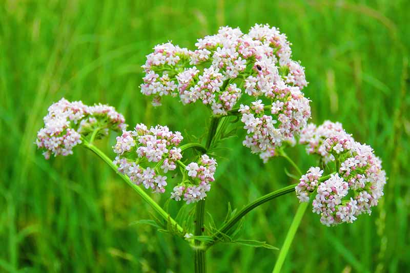 Anisum Flower seeds for Planting Wildflower Mix Heirloom & GMO Free Seeds for Home Garden