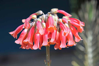 Chandelier Flower seeds for Planting Cottage Garden Essential Heirloom & GMO Free Seeds for Home Garden