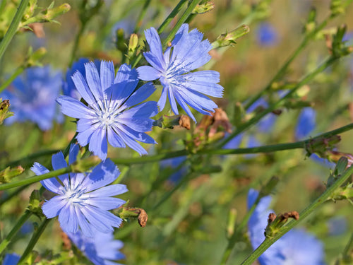 Premium Blue Cichorium Flower seeds for Planting Garden Favorite, Heirloom & GMO Free Seeds for Home Garden seeds