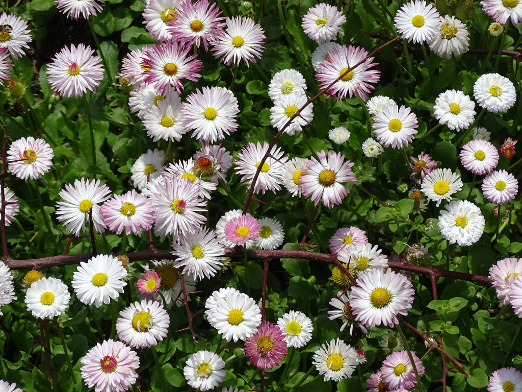 Mixed Karvinskianus Flower seeds for Planting Premium Quality, Heirloom & GMO Free Seeds for Home Garden vegetable and garden seeds