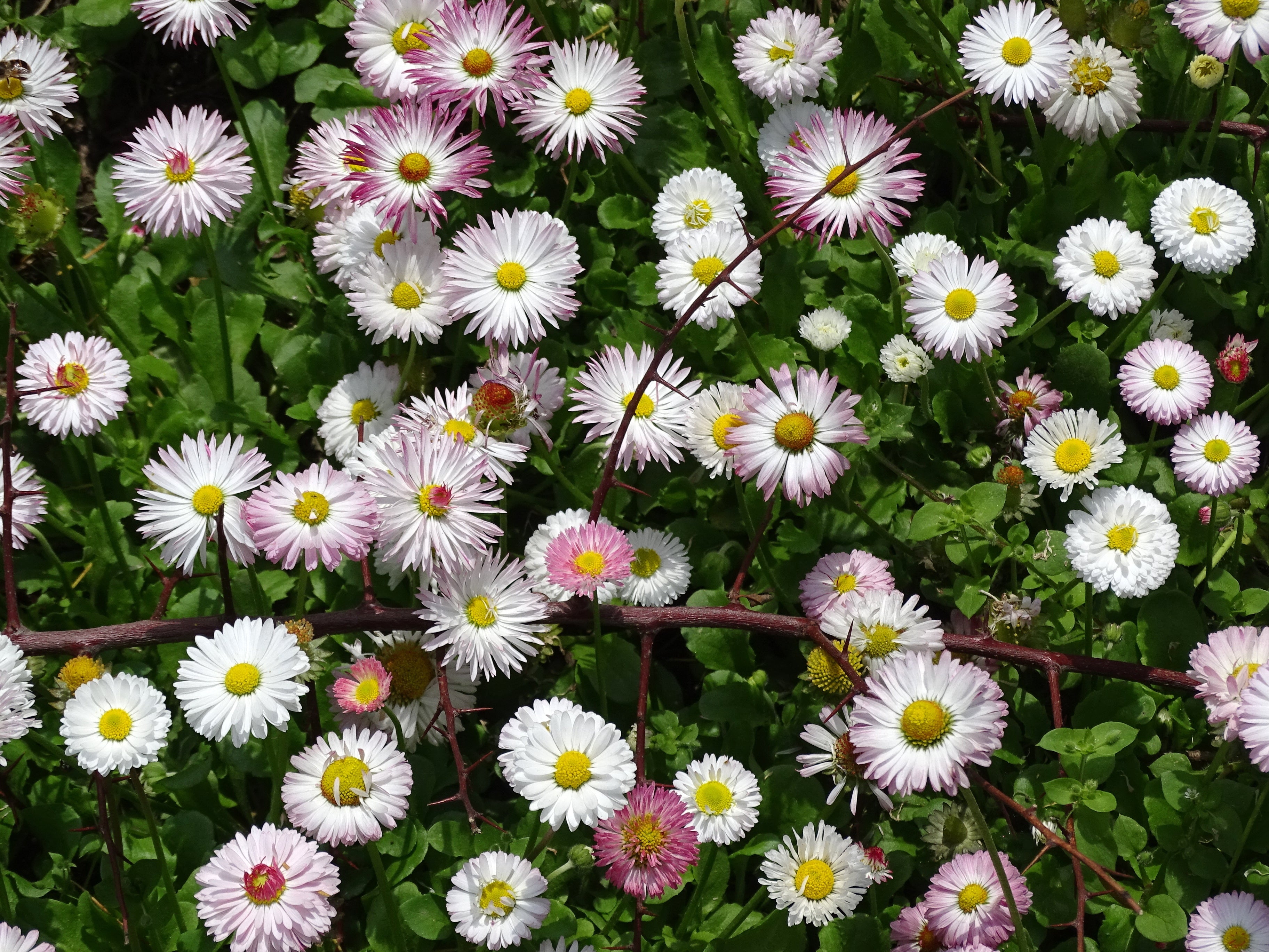 Mixed Karvinskianus Flower seeds for Planting Premium Quality, Heirloom & GMO Free Seeds for Home Garden vegetable and garden seeds