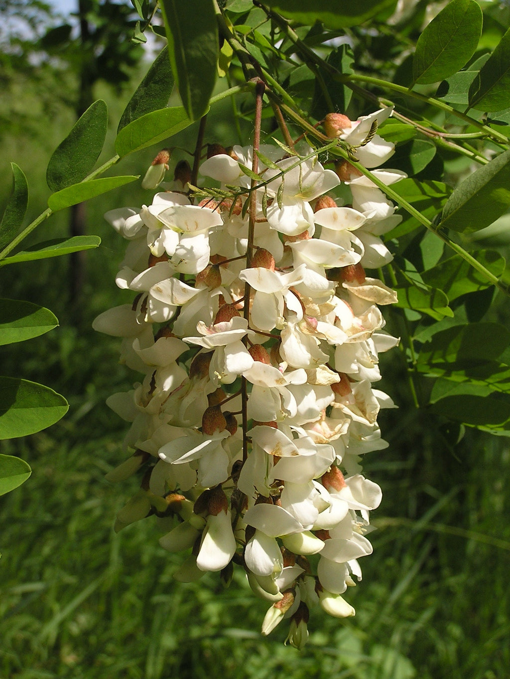 Premium Robinia Flower seeds for Planting Bright Blooms, Heirloom & GMO Free Seeds for Home Garden seeds